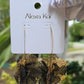 AUDRY EARRING