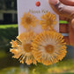 VEDA EARRING